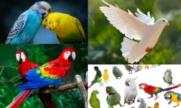 Popüler Evcil Kuş Türleri